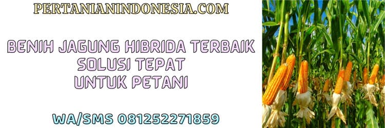 benih,budidaya jagung,f1,petani,tanaman